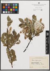 Foto von Salix phylicifolia L.